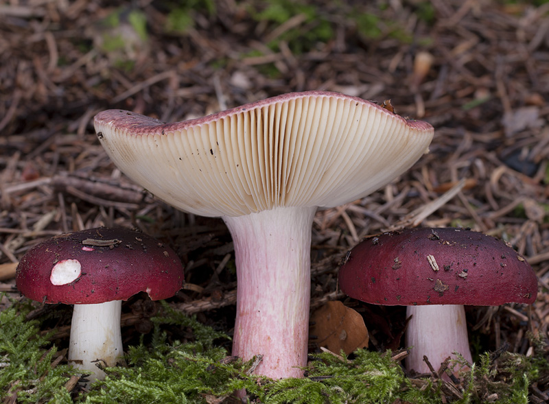 Russula xerampelina